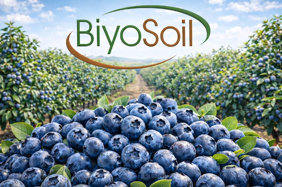 BLUEBERRY ( YABAN MERSİNİ)