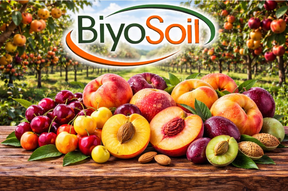 SERT ÇEKİRDEKLİLER